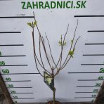 Hortenzia metlinatá (Hydrangea paniculata) ´SKYFALL´ - výška 80-100 cm, kont. C5L - NA KMIENKU